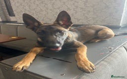 Belgian Shepherd Dog dogs for sale: Dutch/belgian herder/malinois FEMALE ready to go!! - Image 4