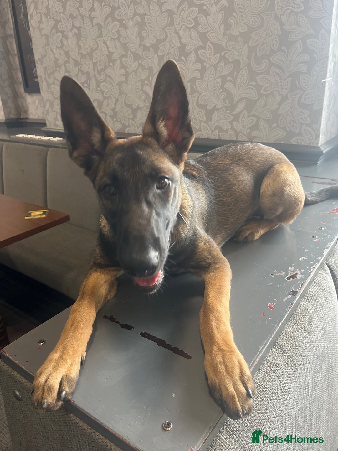 Belgian Shepherd Dog dogs for sale: Dutch/belgian herder/malinois FEMALE ready to go!! - Image 4