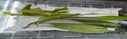Stick Insects invertebrates for sale: Indian stick Insects  - Advert 4