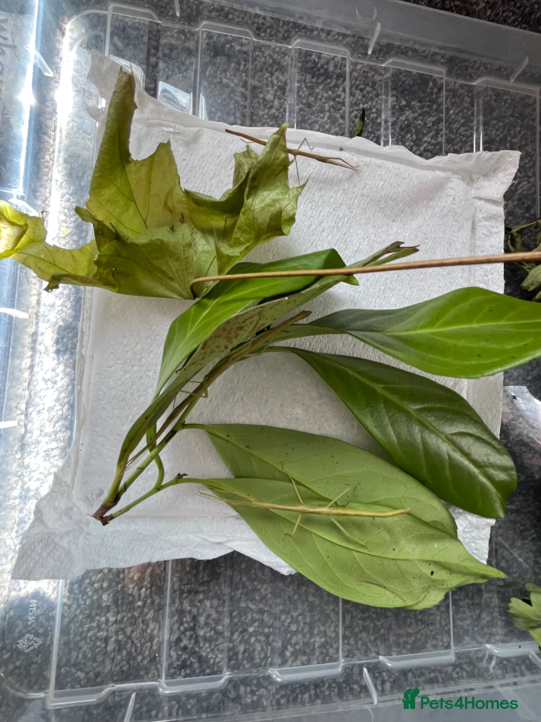 Stick Insects invertebrates for sale: Indian stick Insects  - Advert 4