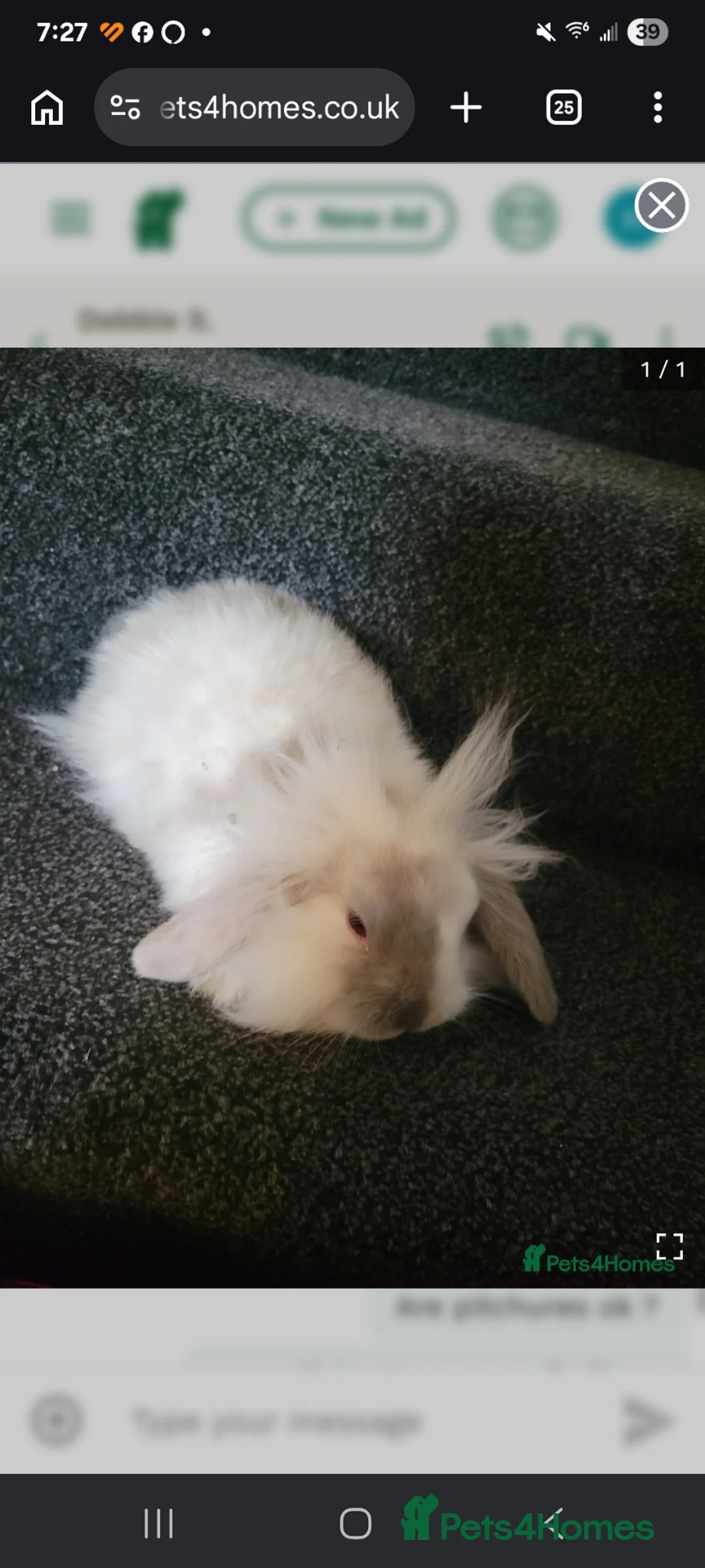 Lionhead rabbits for sale: Absolutely beautiful fluffy lionheads - Advert 2