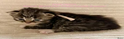 Siberian cats for sale:  pretty Pedigree Siberian kittens 1 Female Left - Advert 5
