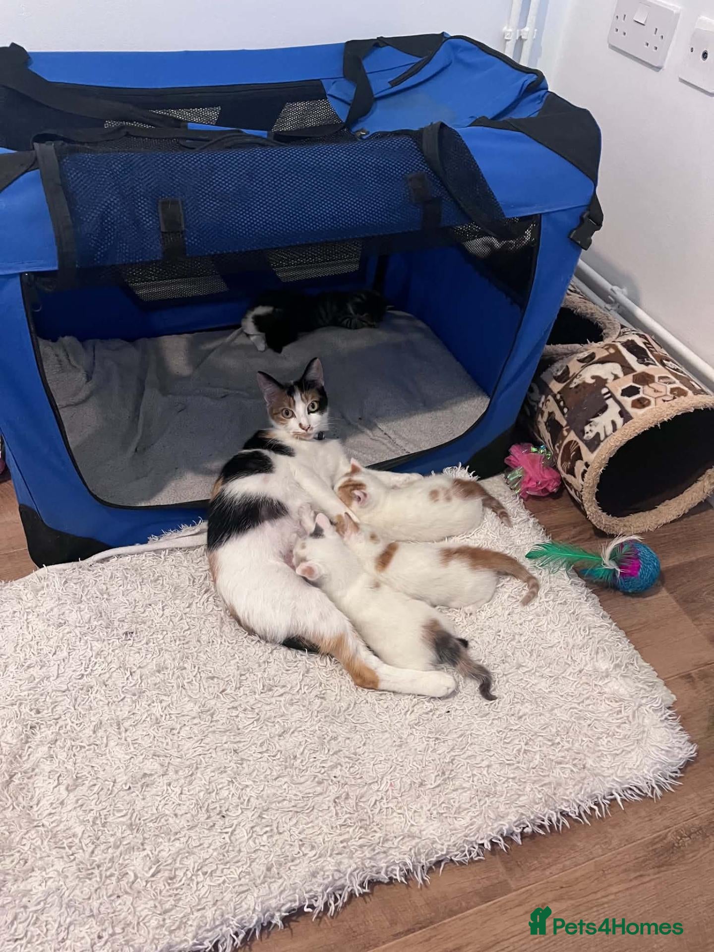 Mixed Breed cats Beautiful kittens ready for their forever homes - Advert 2