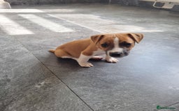 Mixed Breed dogs for sale: 💙 3 Beautiful Boys 💙 - Image 21
