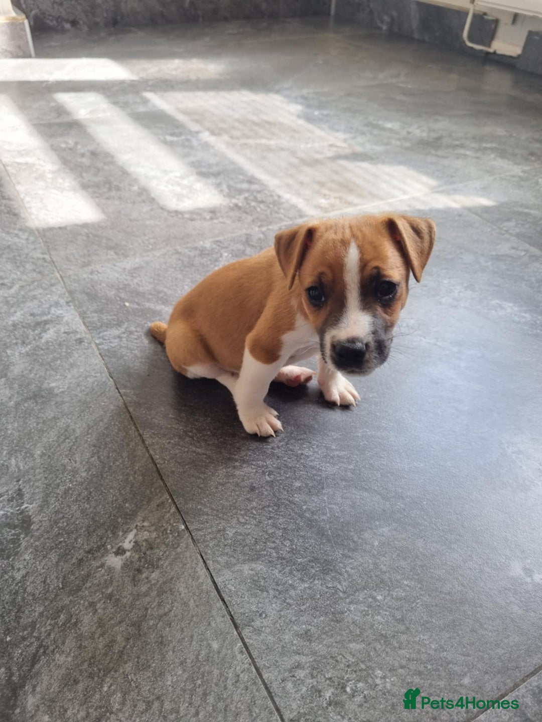 Mixed Breed dogs for sale: 💙 3 Beautiful Boys 💙 - Image 21