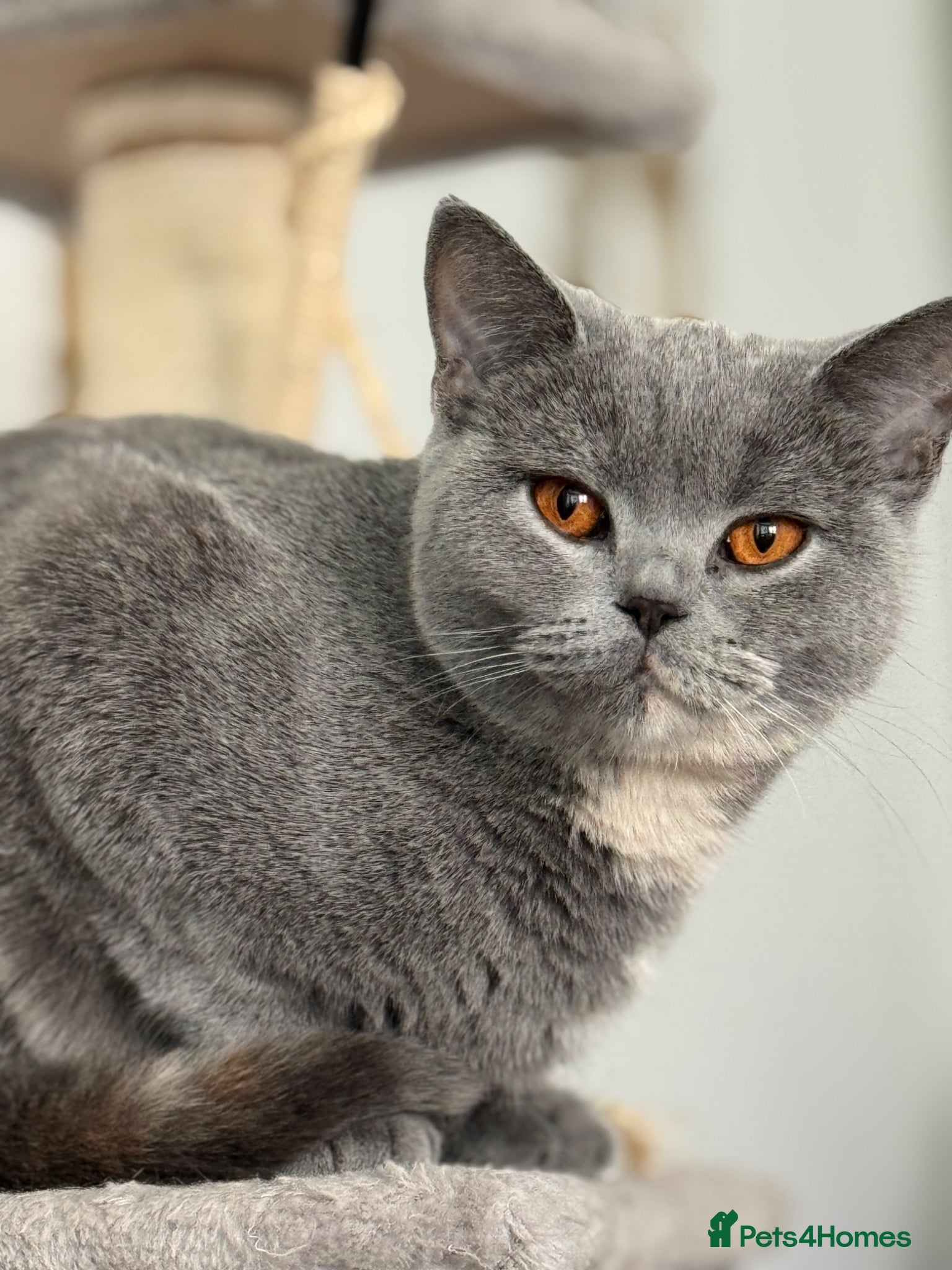 British Shorthair cats Gorgeous Luna for rehoming  - Advert 1