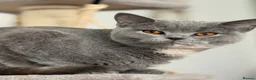 British Shorthair cats for sale: Gorgeous Luna for rehoming  in Leatherhead - Advert 1