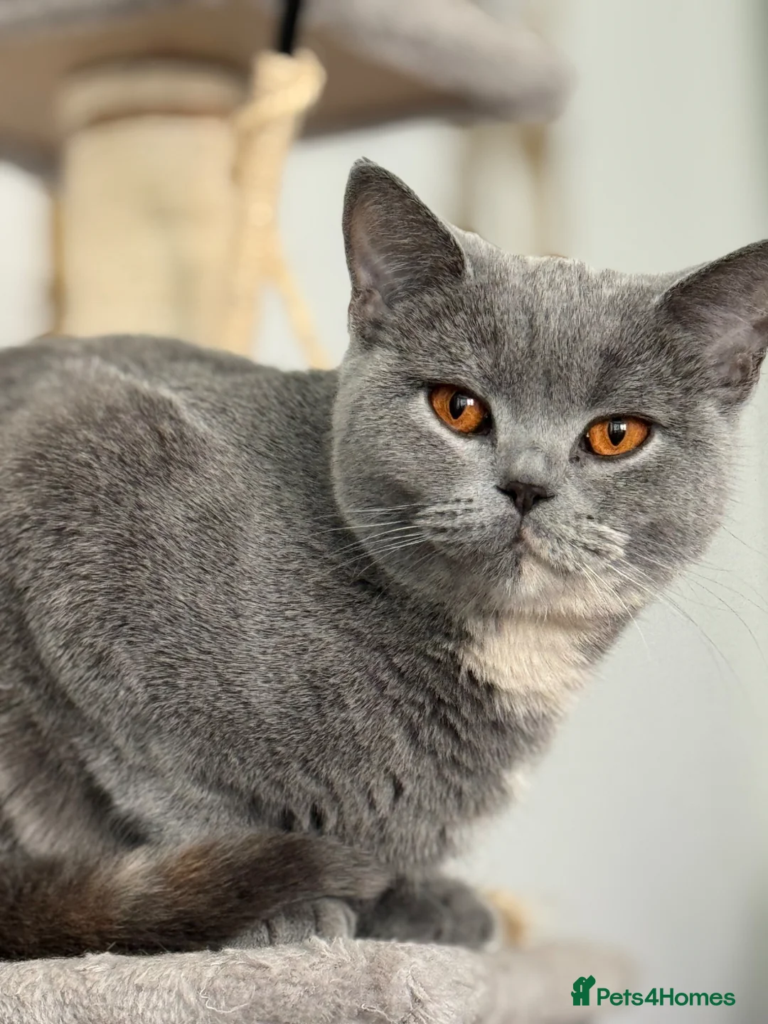 British Shorthair cats for sale: Gorgeous Luna for rehoming  in Leatherhead - Advert 1