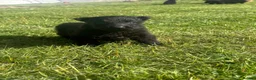 German Shepherd dogs for sale: German shepherd puppies  - Advert 3