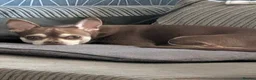 Mixed Breed dogs for sale: Peggy - Advert 1