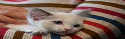 Ragdoll cats for sale: Ready now TICA Ragdoll Blue Bicolour girl - Advert 16