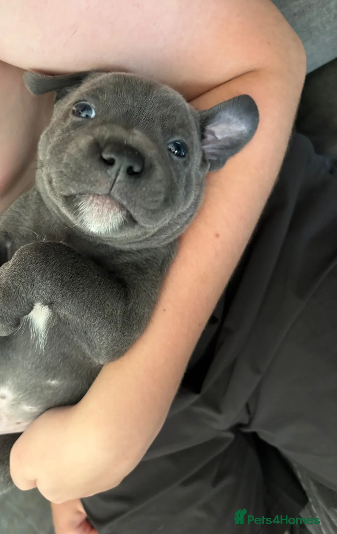 Staffordshire Bull Terrier dogs for sale: Blue Staffordshire Bullterrier - Advert 3