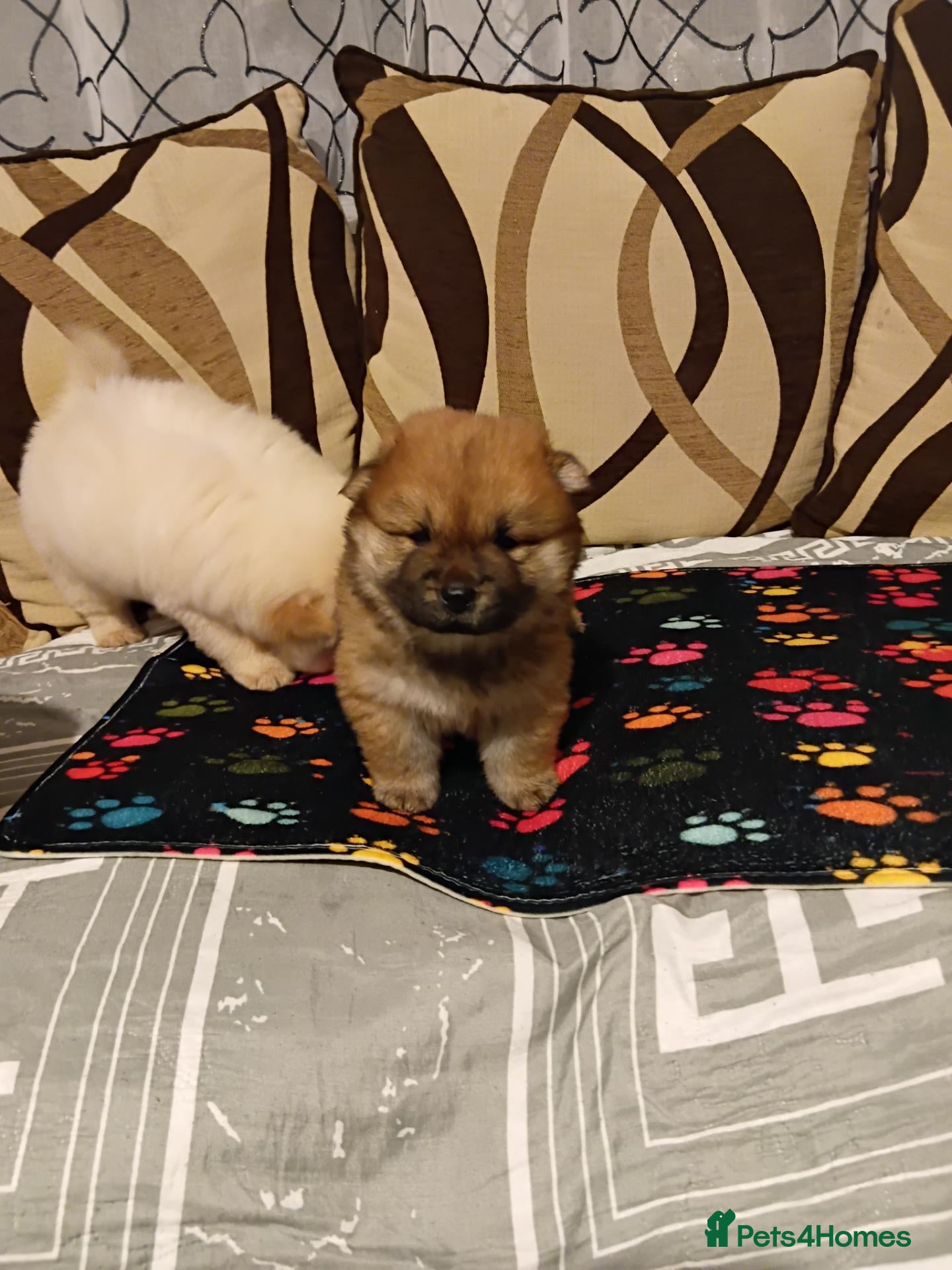 Chow Chow dogs Chow chow - Advert 2