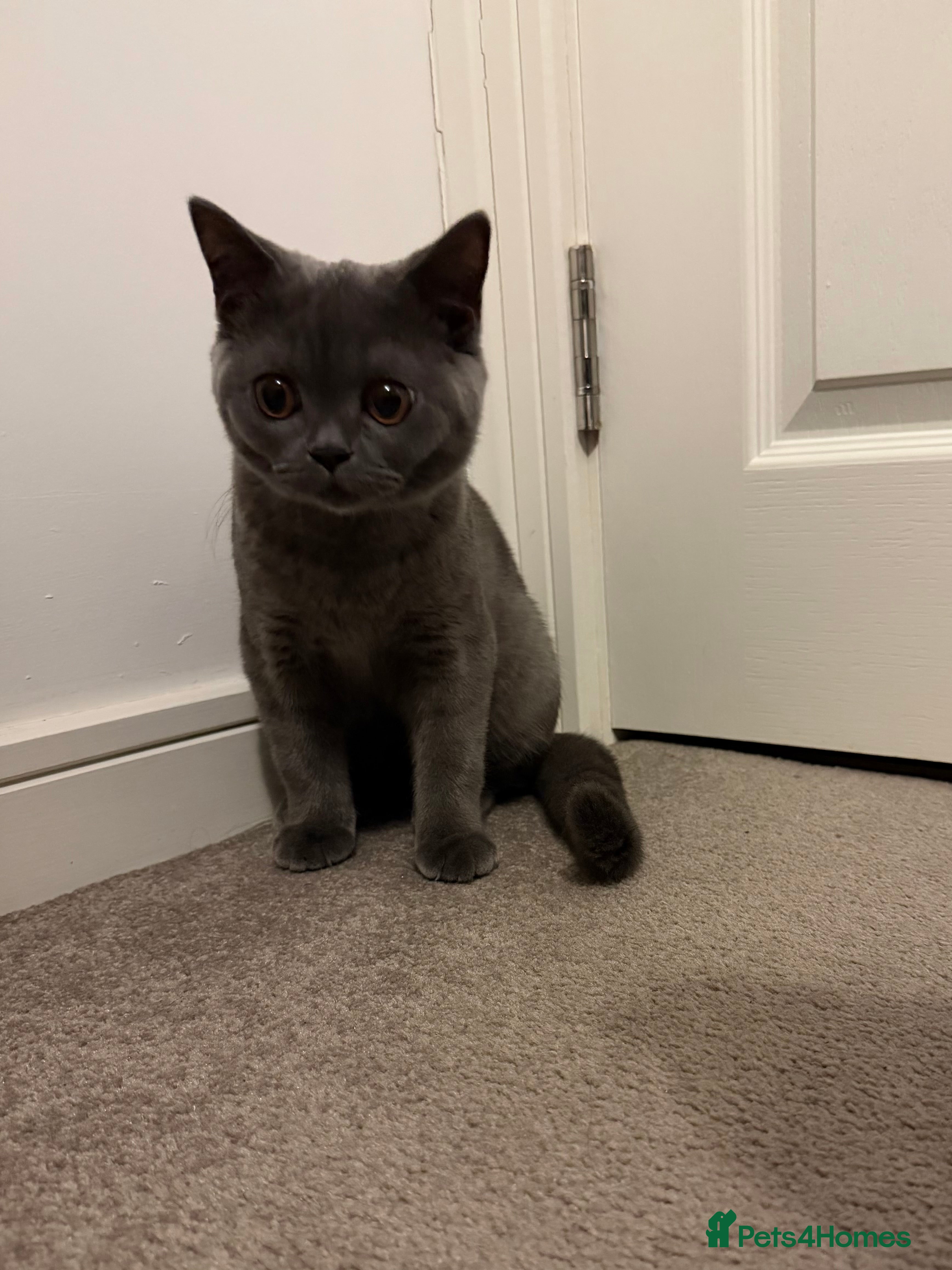 British Shorthair cats Beautiful British Shorthair  - Advert 1