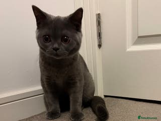 British Shorthair cats Beautiful British Shorthair - Advert 8