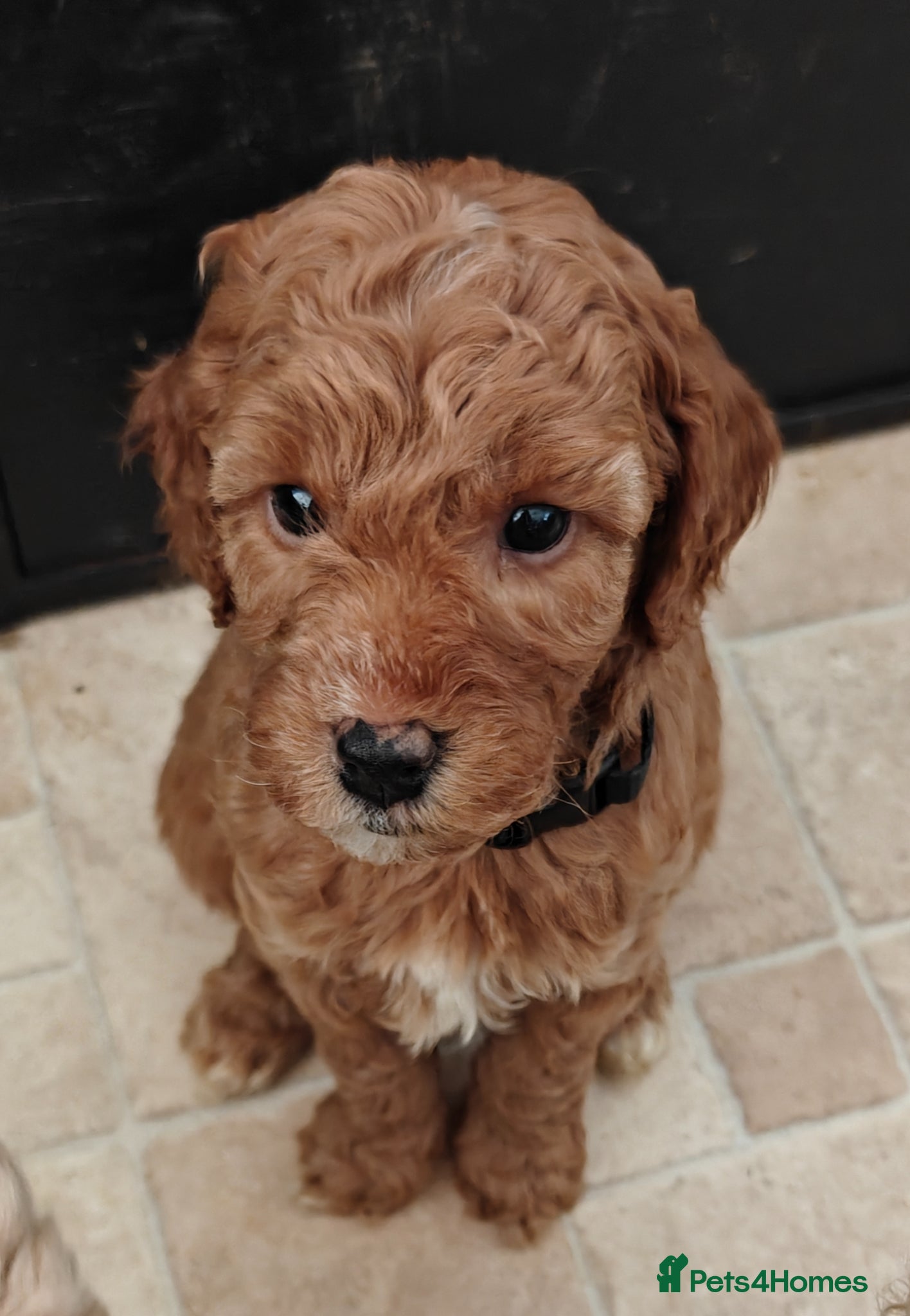 Cockapoo dogs Gorgeous F1B Cockapoo Puppies  - Advert 1