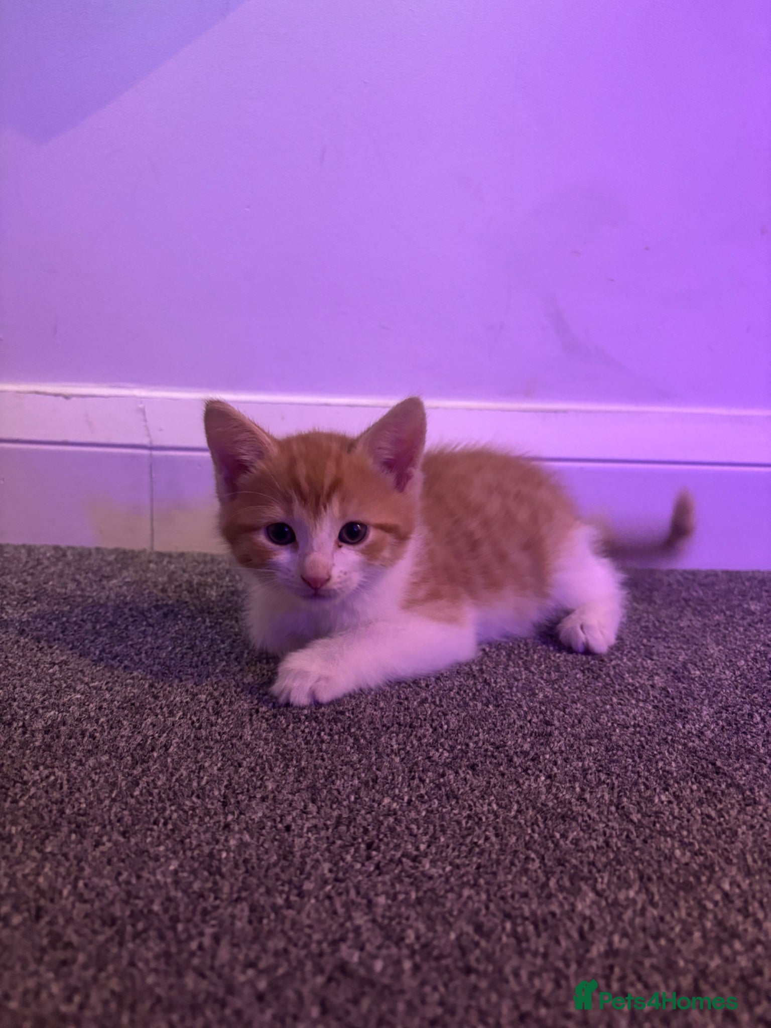 Mixed Breed cats Ginger & white male - Advert 2