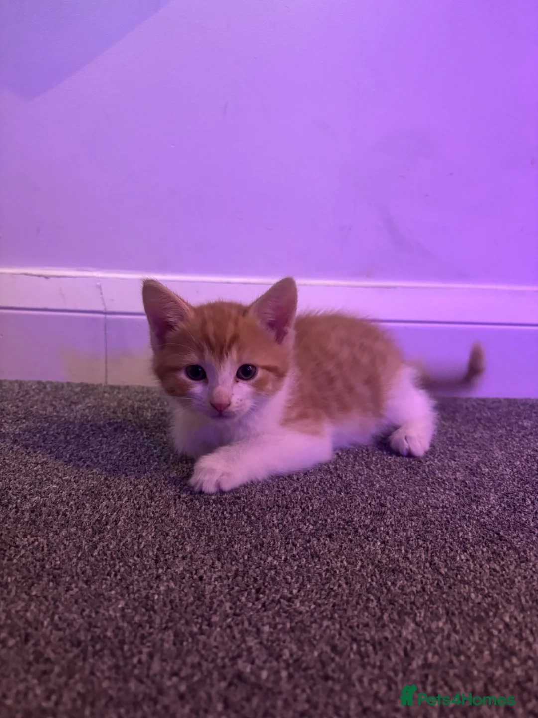 Mixed Breed cats for sale: Ginger & white male - Advert 1