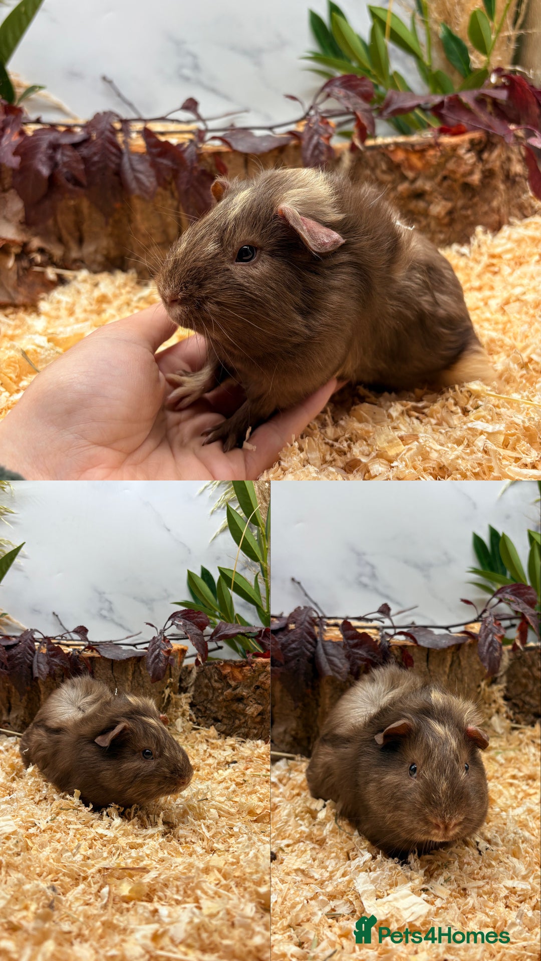 Guinea Pig rodents for sale: ✨Lots of Baby boy Guinea Pigs ✨🐹🩵 - Image 15