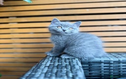 British Shorthair cats for sale: Adorable 3 Kittens Looking for Loving Homes - Image 4