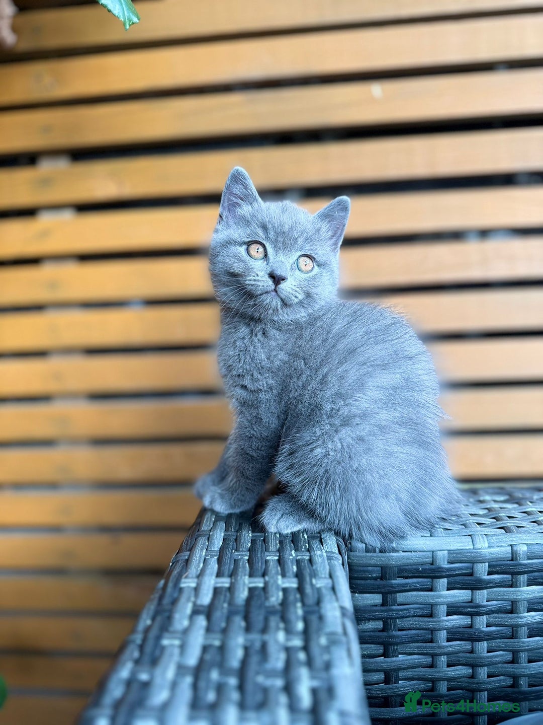 British Shorthair cats for sale: Adorable 3 Kittens Looking for Loving Homes - Image 4