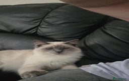 Ragdoll cats for sale: Two Beautiful Ragdoll Male ready for a new home - Image 9