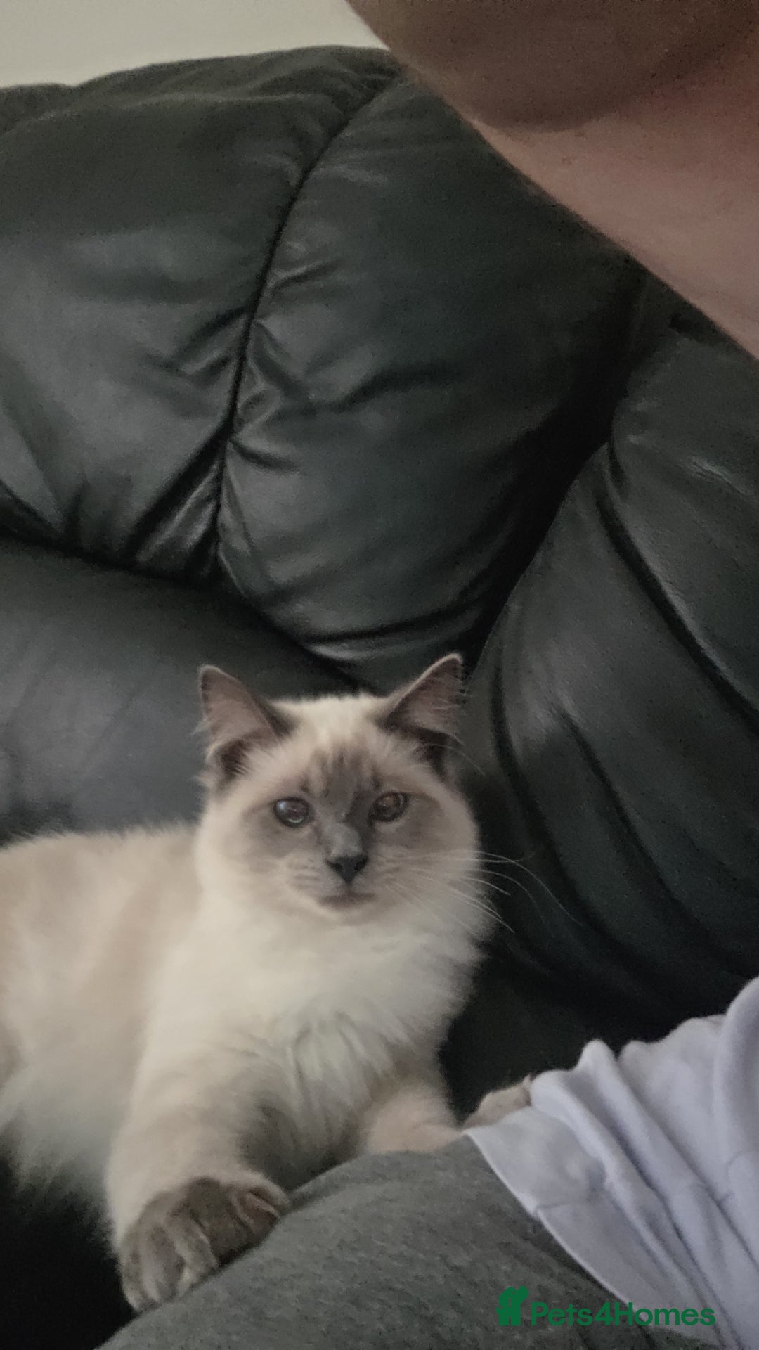 Ragdoll cats for sale: Two Beautiful Ragdoll Male ready for a new home - Image 9