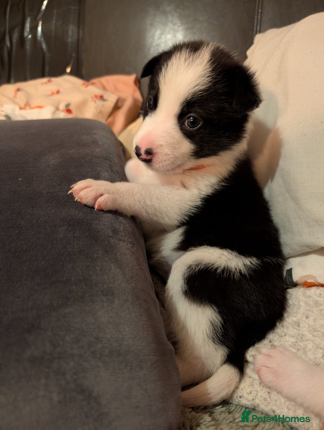 Border Collie dogs for sale: 2 border collie bitches (working dogs).  - Advert 9