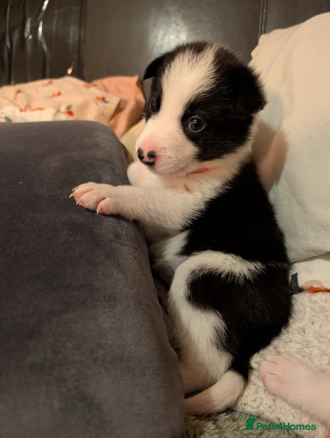 Border Collie dogs for sale: 2x border collie bitches. READY NOW - Advert 9