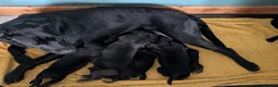 Cane Corso dogs for sale: Cane corso puppies - Advert 14