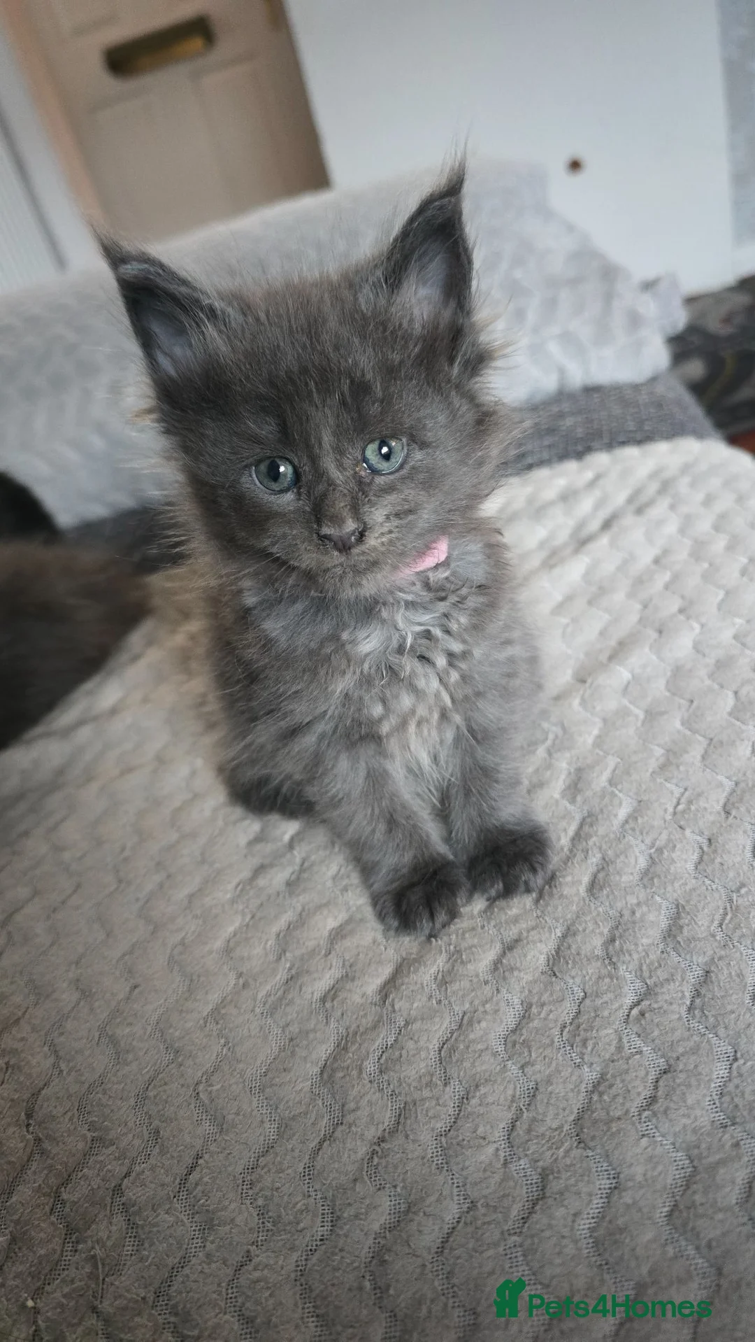 Maine Coon cats for sale: ✨ Stunning Maine Coon Babies ✨ - Advert 19
