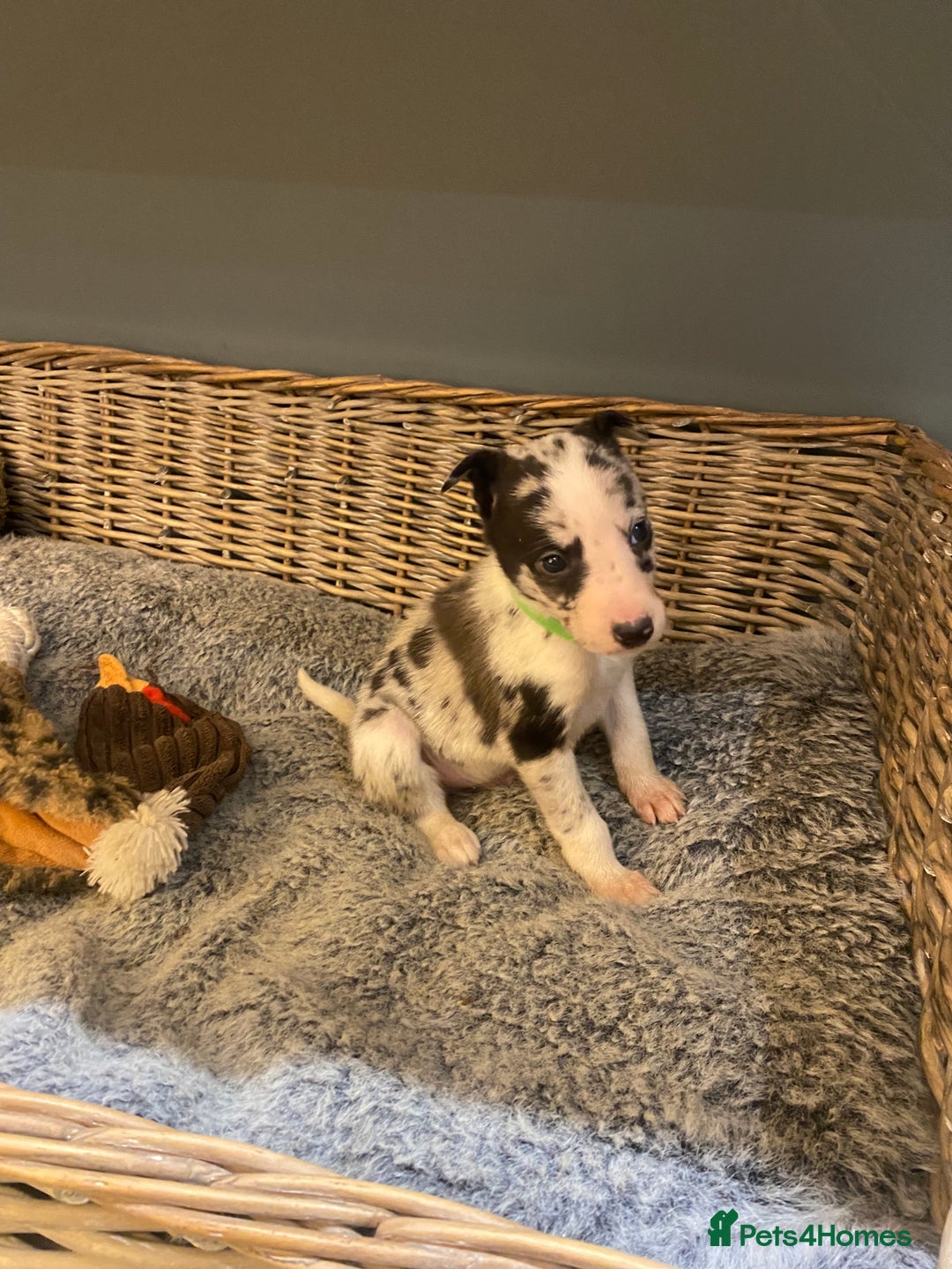 Mixed Breed dogs for sale: Beautiful merle whippet x collie puppies  - Advert 5