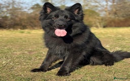 German Shepherd dogs for stud: Solid black german shepherd stud dog - Image 8