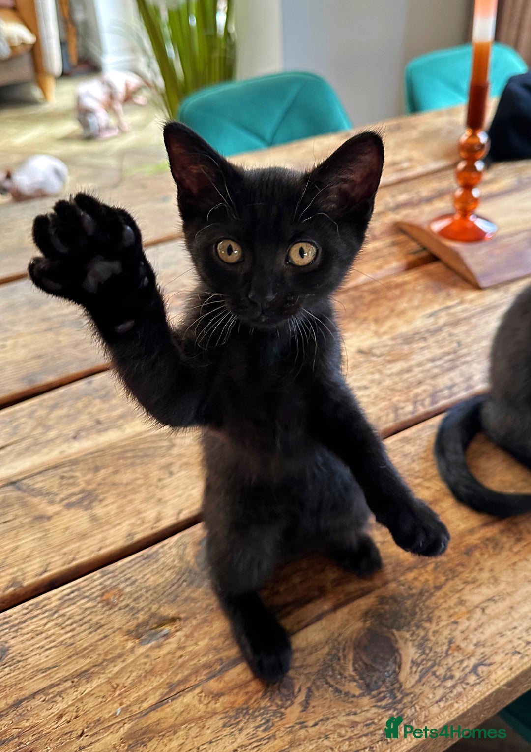 British Shorthair cats for sale: BSH x Sphynx - Image 6