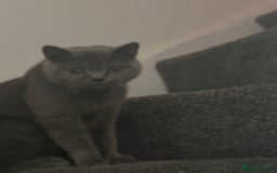 British Shorthair cats for sale: British short hair - Image 5
