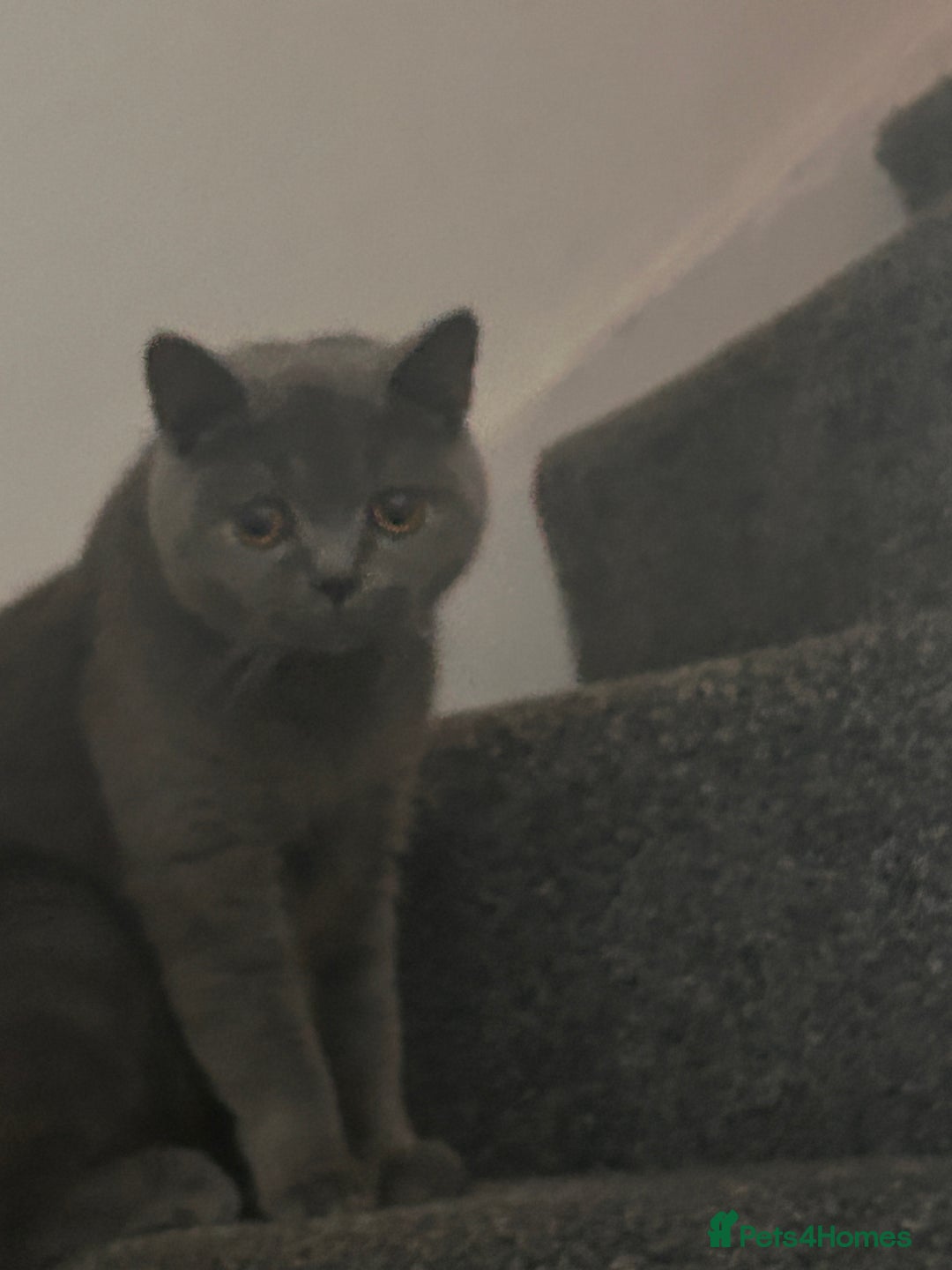 British Shorthair cats for sale: British short hair - Image 5