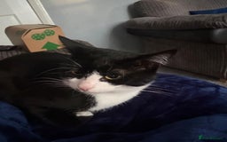 Mixed Breed cats for sale: Free to a loving home - meet Bandit.  - Image 3