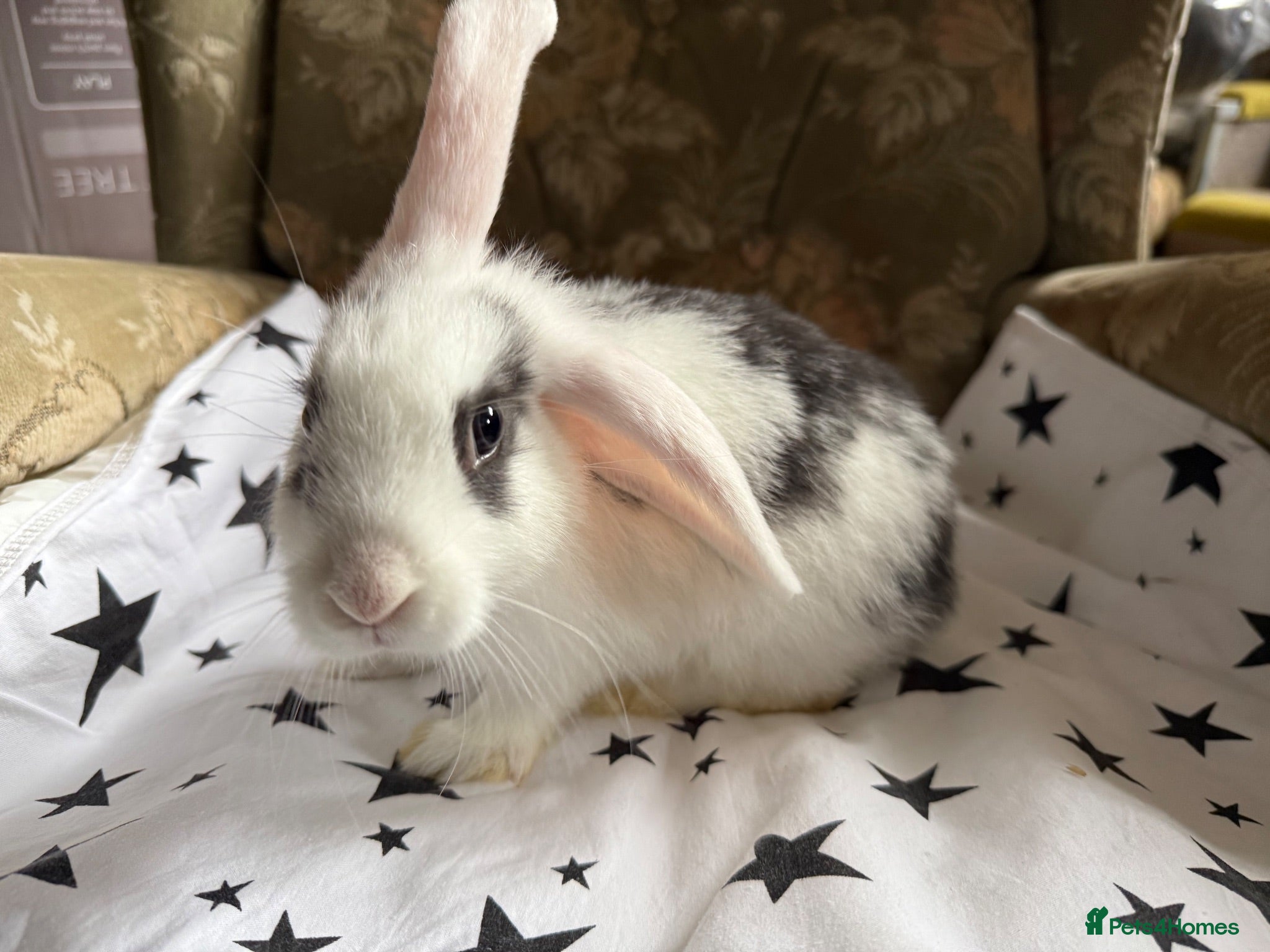 Mixed Breed rabbits French lop X mini lop looking for forever homes - Advert 4