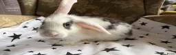 Mixed Breed rabbits for sale: French lop X mini lop looking for forever homes in Peterhead - Advert 1