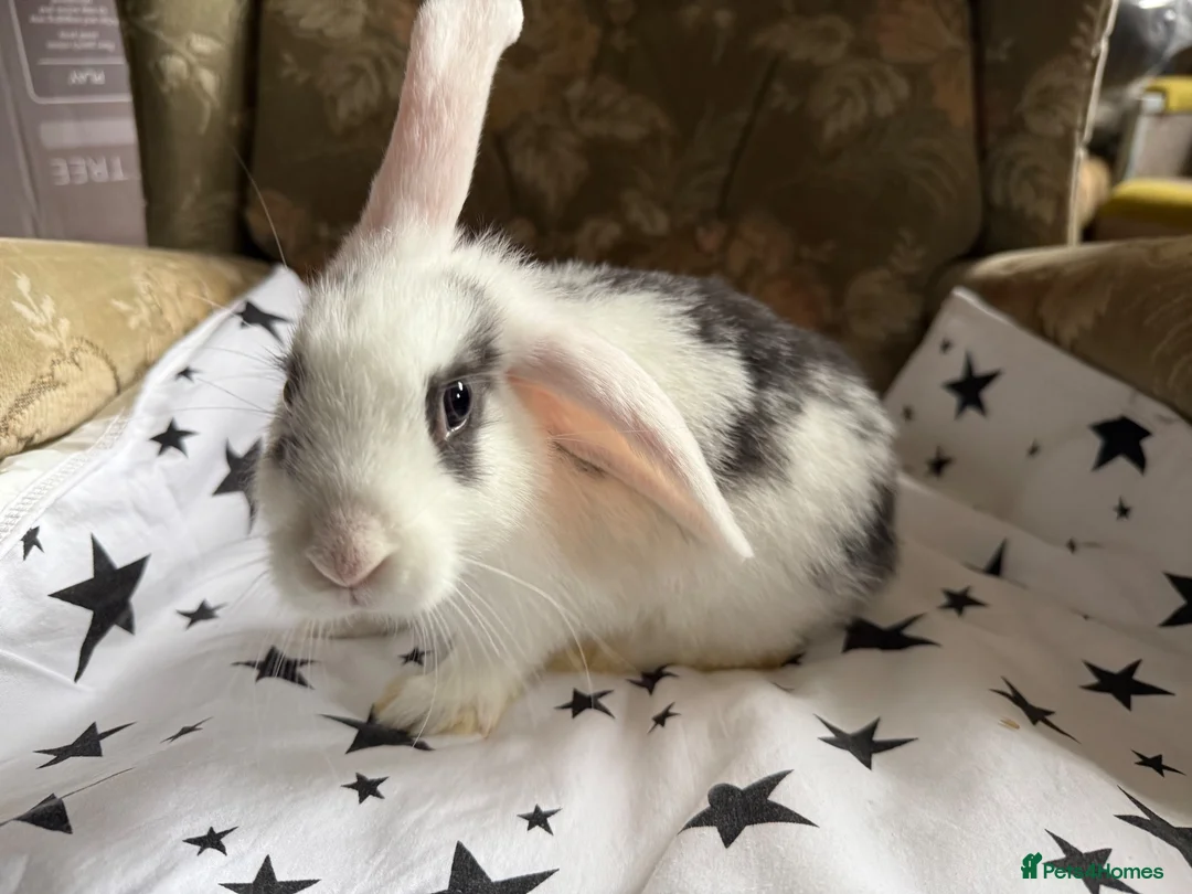 Mixed Breed rabbits for sale: French lop X mini lop looking for forever homes in Peterhead - Advert 1