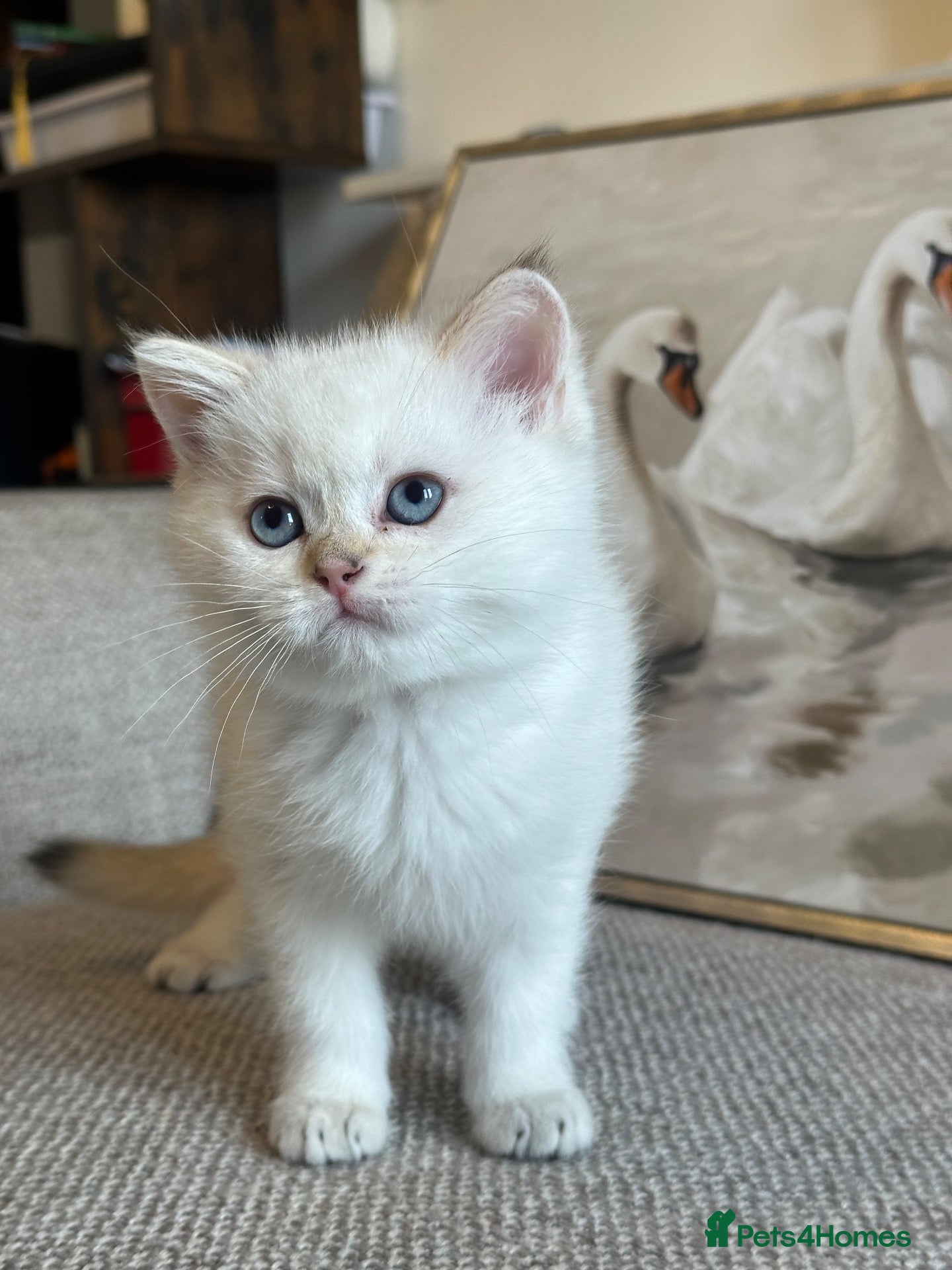 Scottish Fold cats  *LUXURY SCOTTISH KITTENS* - Advert 4