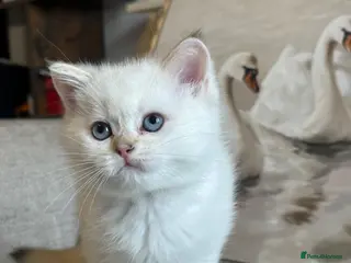 Scottish Fold cats *LUXURY SCOTTISH KITTENS* - Advert 4