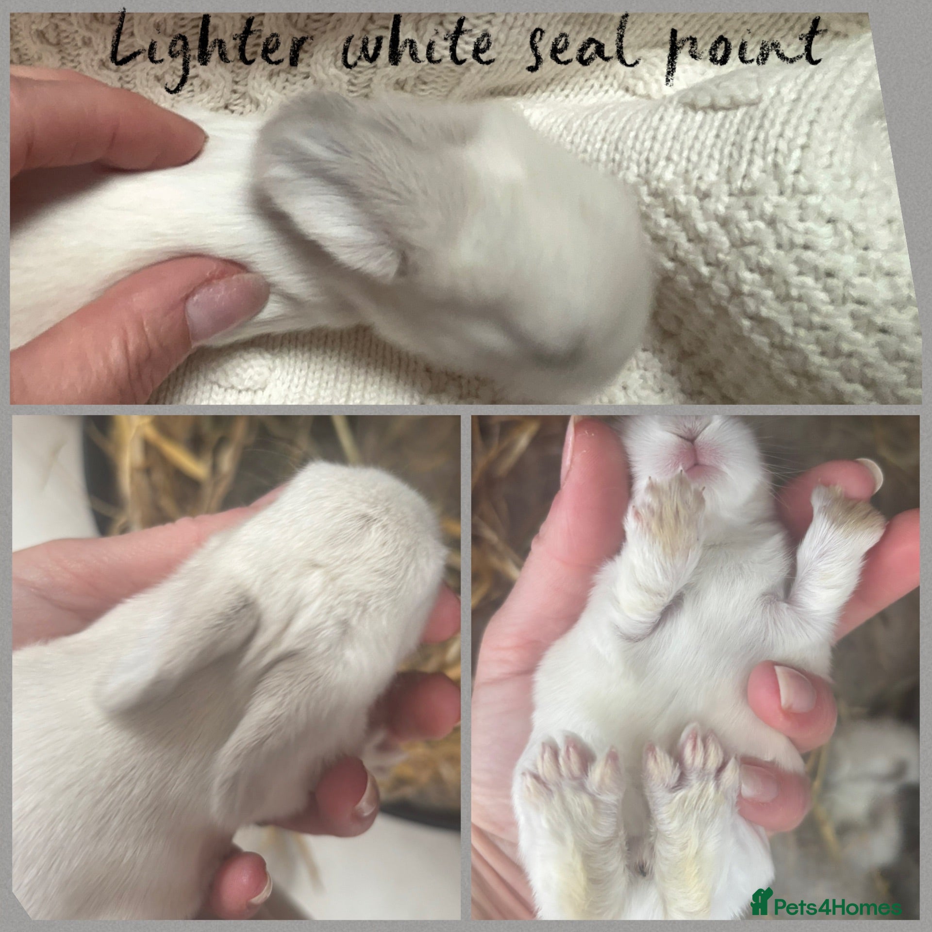 Mini Lop rabbits New born mini lop rabbits - Advert 2