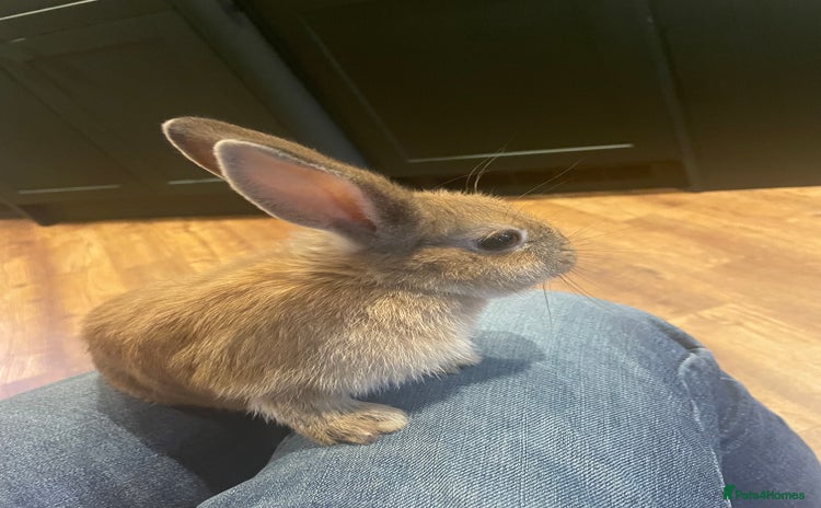 Netherland Dwarf rabbits in Haverfordwest - Advert 3