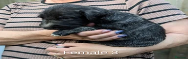 Irish Wolfhound Puppy 8