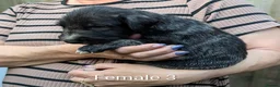 Irish Wolfhound dogs for sale: Irish Wolfhound Puppies  - Advert 12