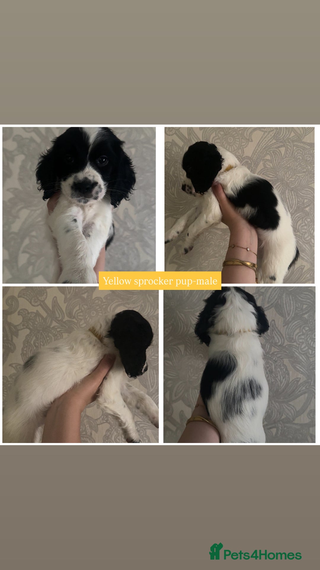 Sprocker dogs for sale: Beautiful Sprocker puppies for sale - Image 4