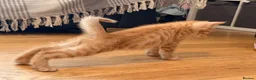 Savannah cats for sale: Ginger x f5 Savannah kittens 🔥 - Advert 8