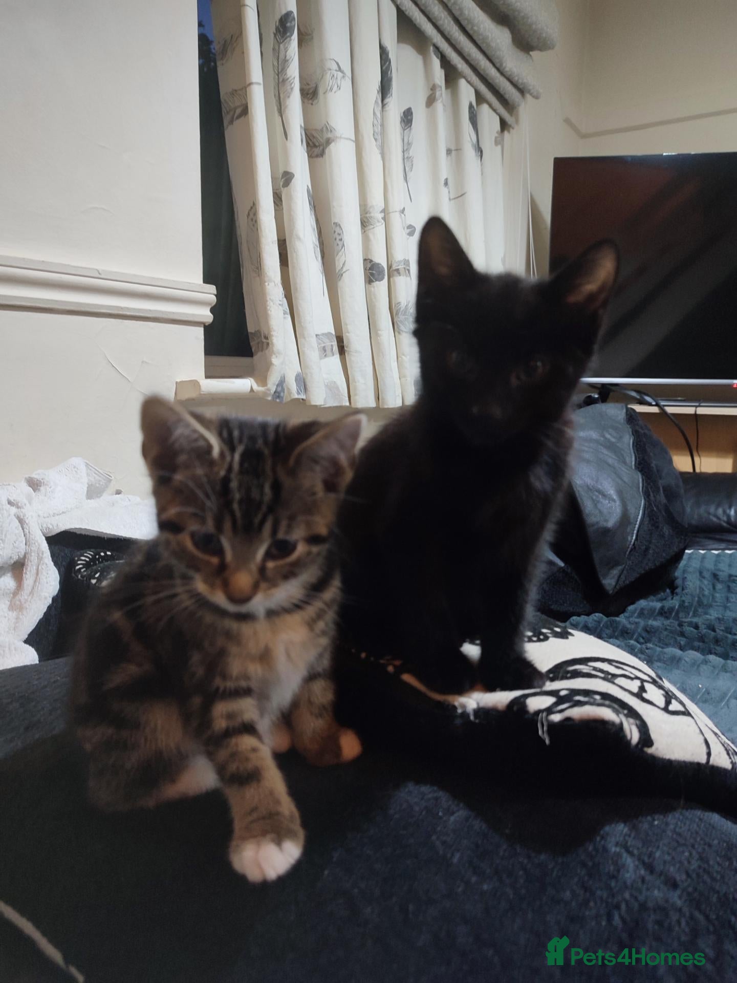 Mixed Breed cats Kittens for sale  - Advert 1