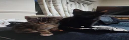 Mixed Breed cats for sale: Kittens for sale  in London - Advert 1